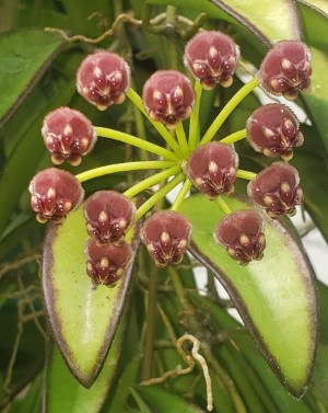 Hoya wayetii, Wax Flower, Porcelain Flower, Hoya wayetii